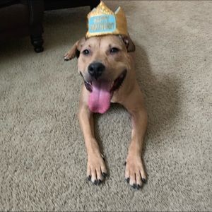 Meet your Posher, Bella